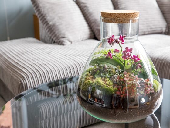 What Are The Best Plants For A Terrarium