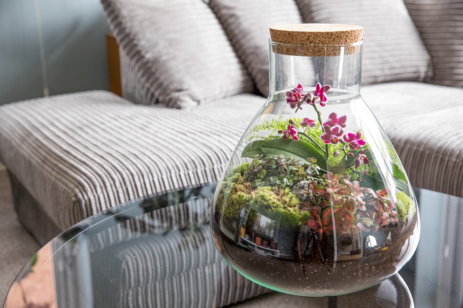 What Are The Best Plants For A Terrarium