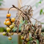 What Causes Blight On Tomato Plants