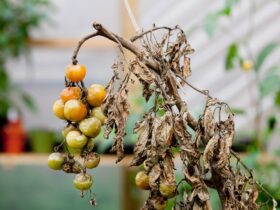 What Causes Blight On Tomato Plants