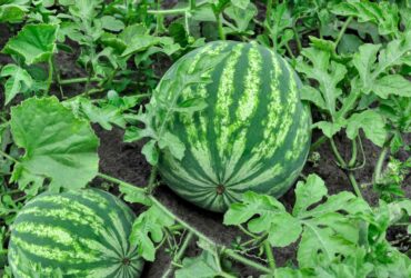 What Does A Watermelon Plant Look Like