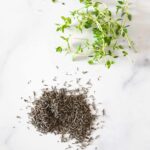 What Does Thyme Look Like