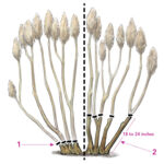 When To Cut Back Hydrangeas