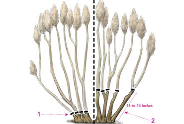 When To Cut Back Hydrangeas