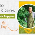 When To Plant California Poppy Seeds