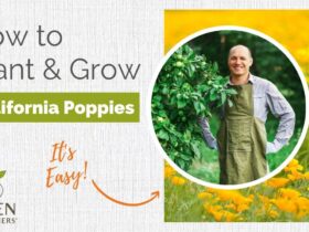 When To Plant California Poppy Seeds
