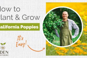 When To Plant California Poppy Seeds