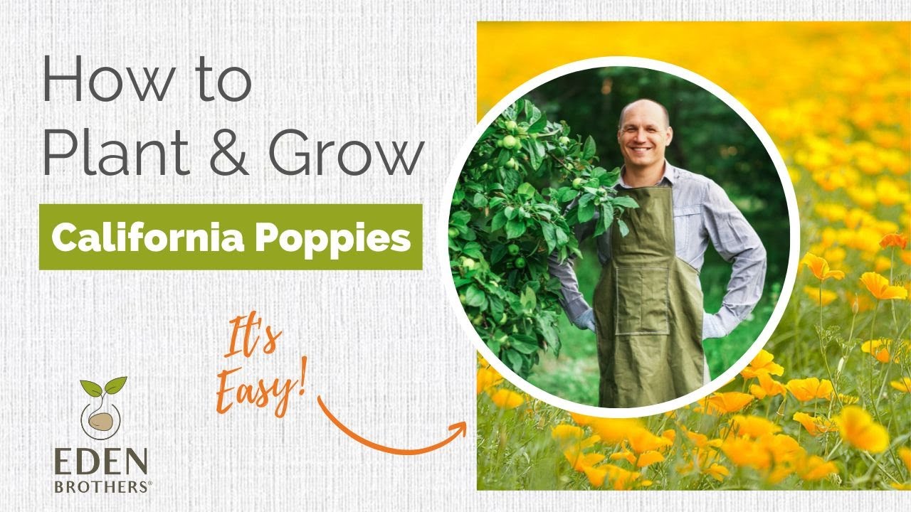 When To Plant California Poppy Seeds
