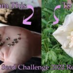 When To Plant Hollyhocks From Seed