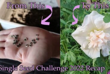 When To Plant Hollyhocks From Seed