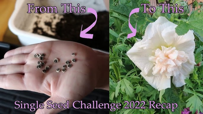 When To Plant Hollyhocks From Seed