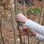 When To Prune A Limelight Hydrangea