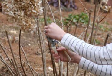 When To Prune A Limelight Hydrangea