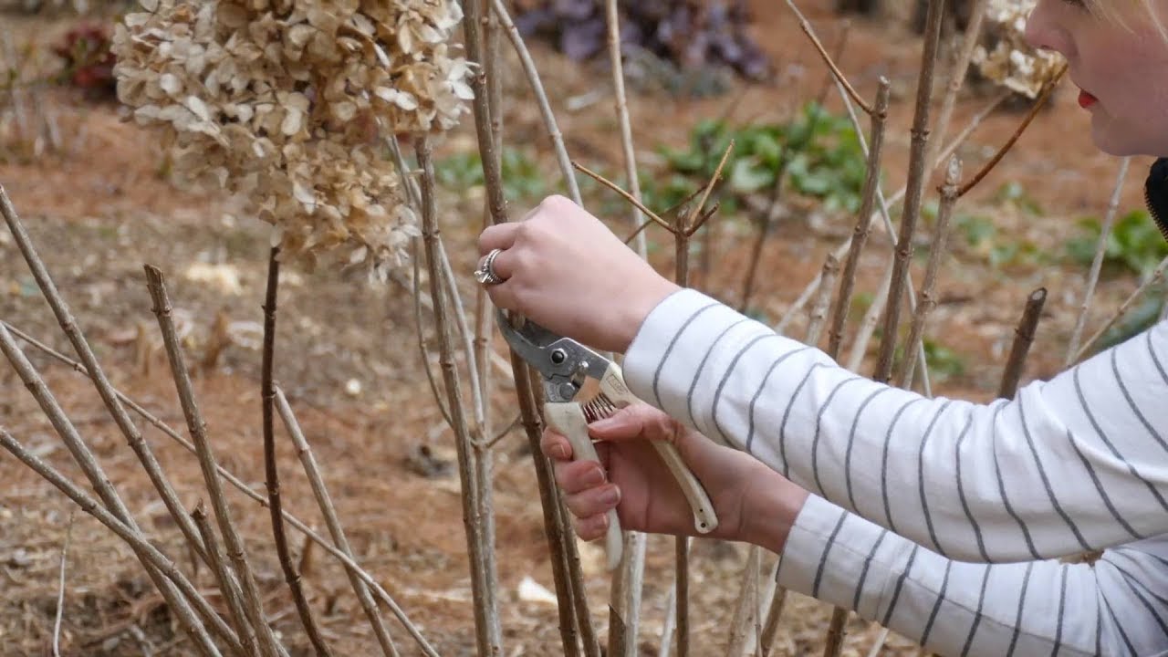When To Prune A Limelight Hydrangea