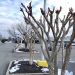 When To Prune Crape Myrtle Tree