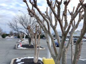 When To Prune Crape Myrtle Tree