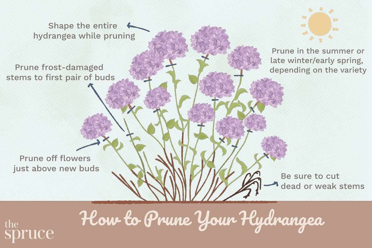 When To Cut Back Hydrangeas: Essential Timing Tips