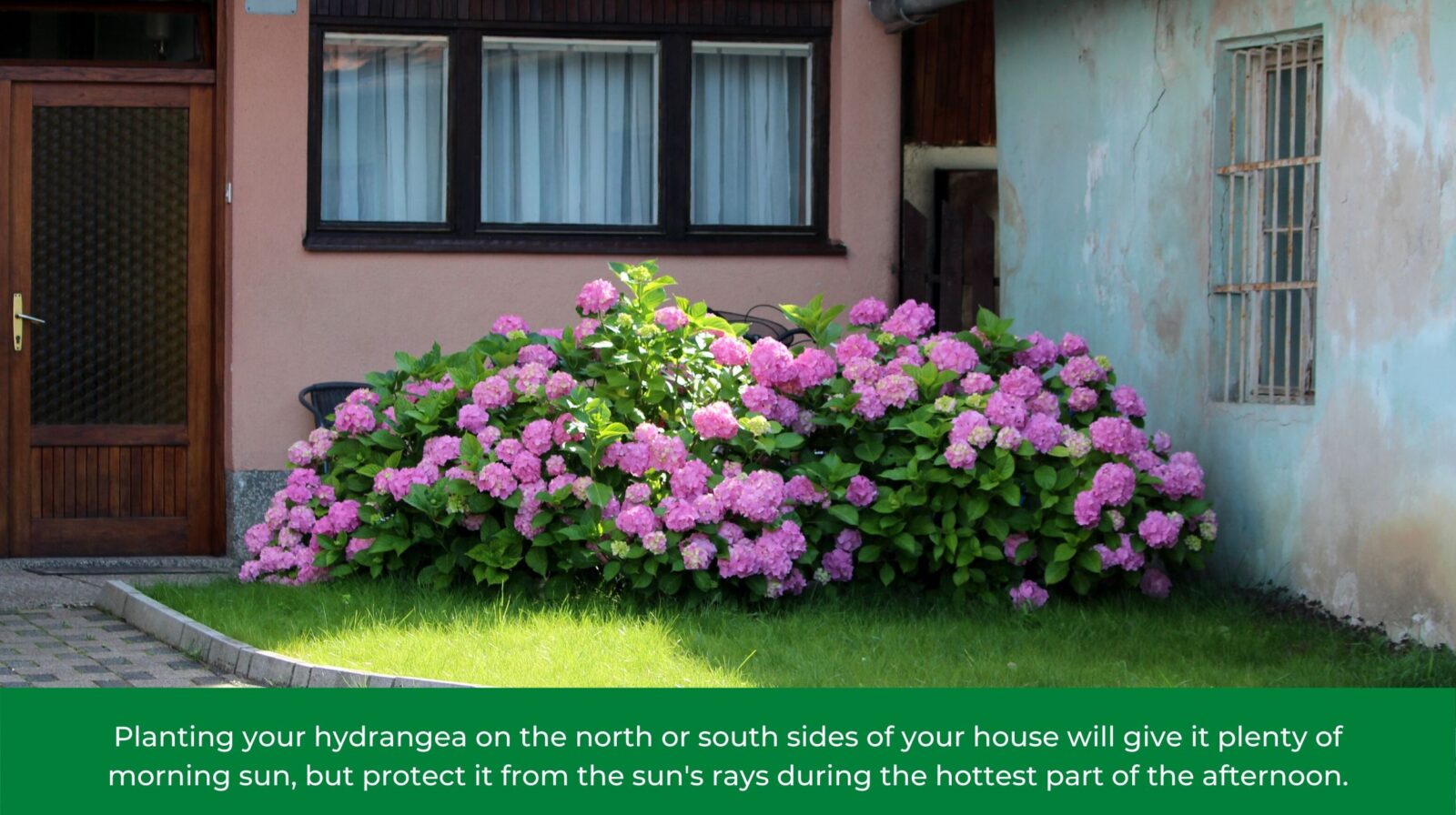 Where Is The Best Place To Plant A Hydrangea