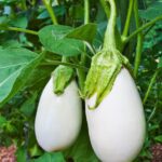 Why Is An Eggplant Called An Eggplant