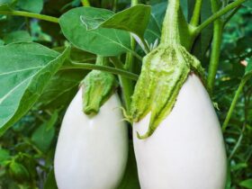 Why Is An Eggplant Called An Eggplant