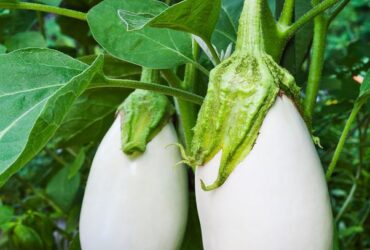 Why Is An Eggplant Called An Eggplant