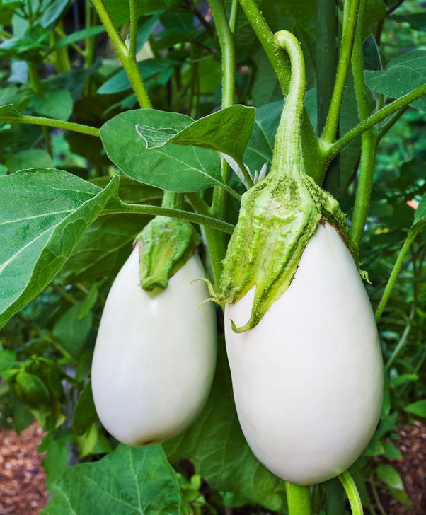 Why Is An Eggplant Called An Eggplant