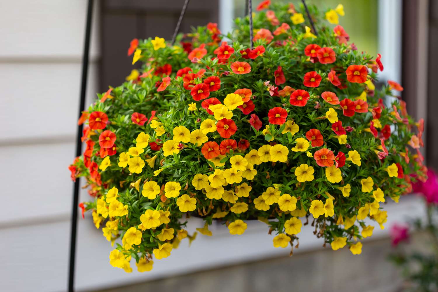 Flowering Plants Hanging Baskets: Lush Oasis Secrets!