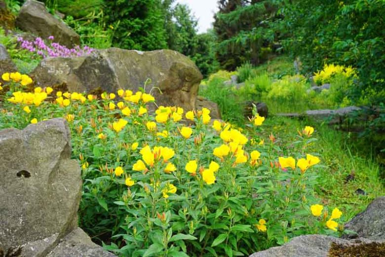 Evening Primrose Oenothera Biennis: Unveil Its Secret Benefits