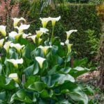 Zantedeschia Aethiopica ( Calla Lily / Arum Lily )