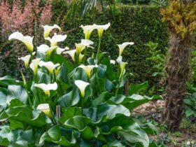 Zantedeschia Aethiopica ( Calla Lily / Arum Lily )