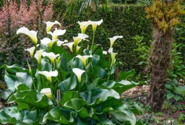 Zantedeschia Aethiopica ( Calla Lily / Arum Lily )